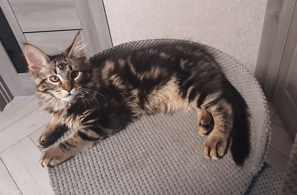 Мейн-кун хлопчик