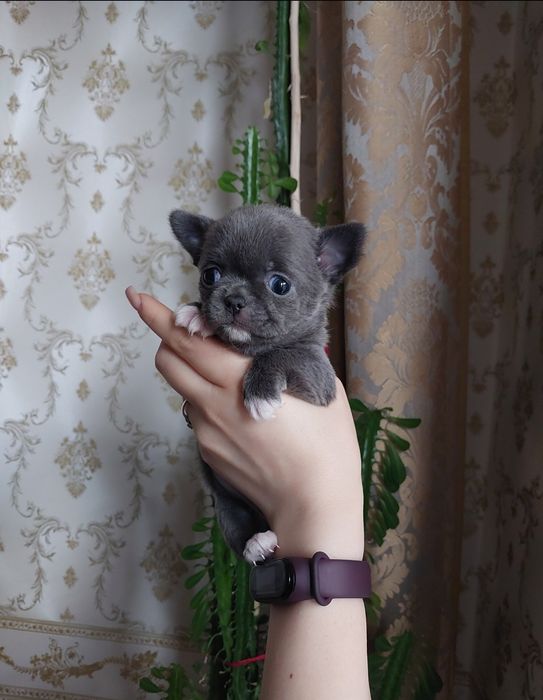 Чихуахуа міні хлопчик