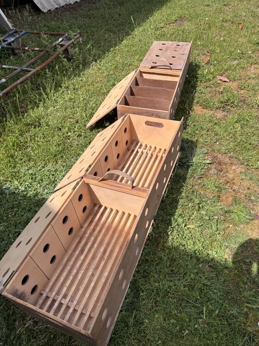 Cestos para transporte pombos columbofilia