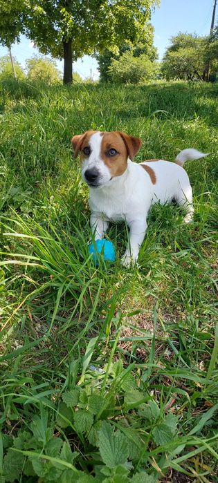 Джек рассел в'язка