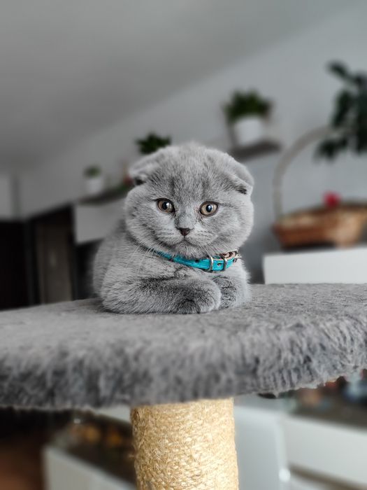 Kot brytyjski  szkocki zwisłouchy