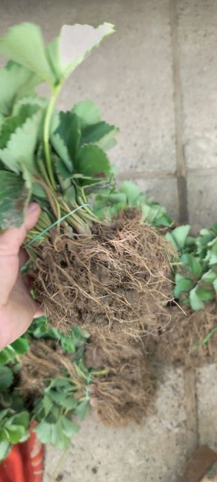 Саджанці полуниці, саженцы клубники  копанка та вуса клодія та румба, альба