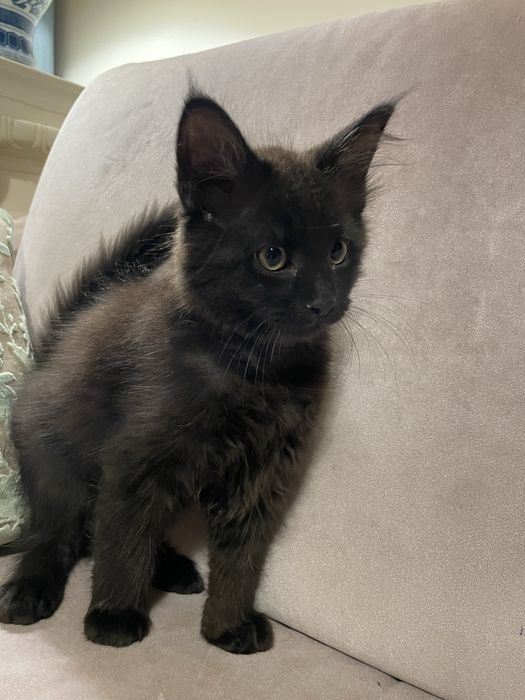 Maine coon - sliczne kotki