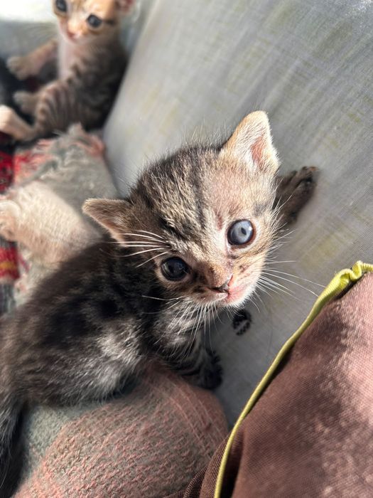 Dois gatinhos machos adoção