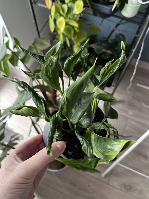 Philodendron lemon lime, epipremnum shangri la - godzilla