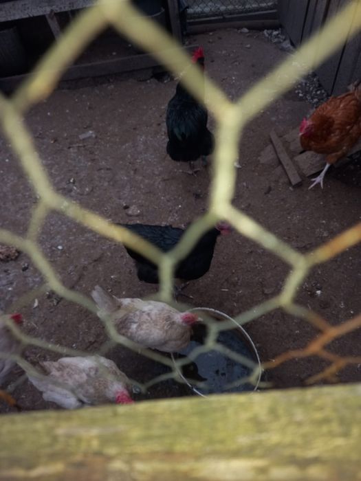 Jaja lęgowe AUSTROLOP czarny