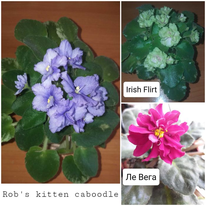 Фиалки набор с/с листочков