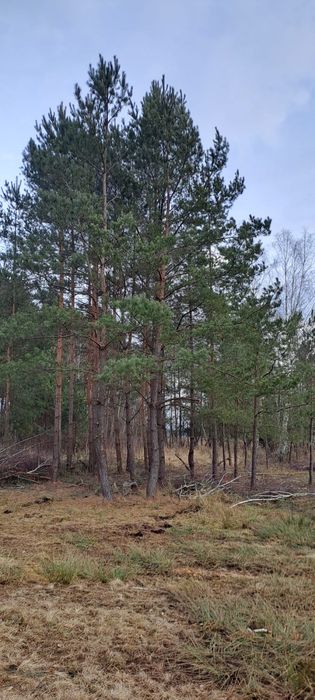 Dzialka laka Antoniow