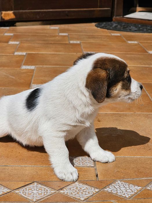 Jack Russell Terier piesek gładkowłosy
