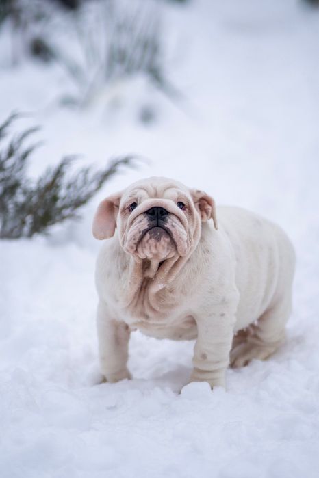 Бульдог КСу дівчинка Ліберті