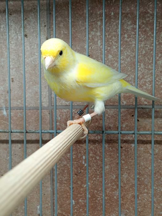 Canários timbrado espanhol