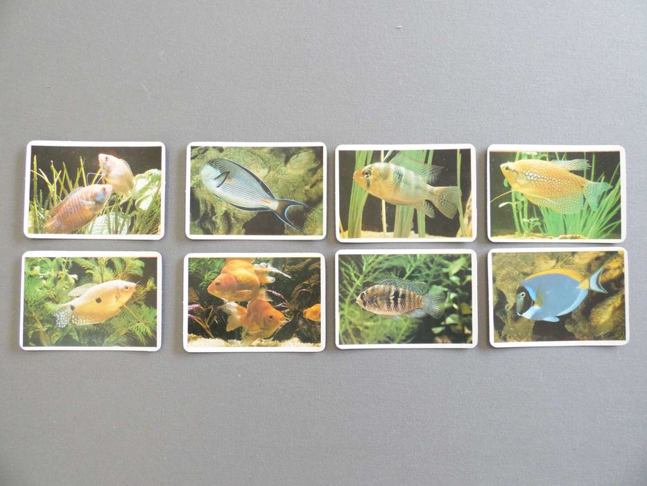 Calendários Peixes, Borboletas, Aves