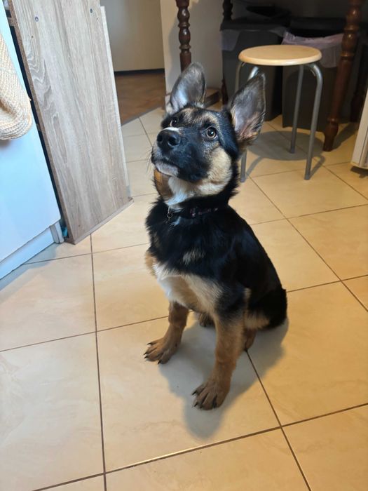 Szczeniak Amina gotowy do adopcji!