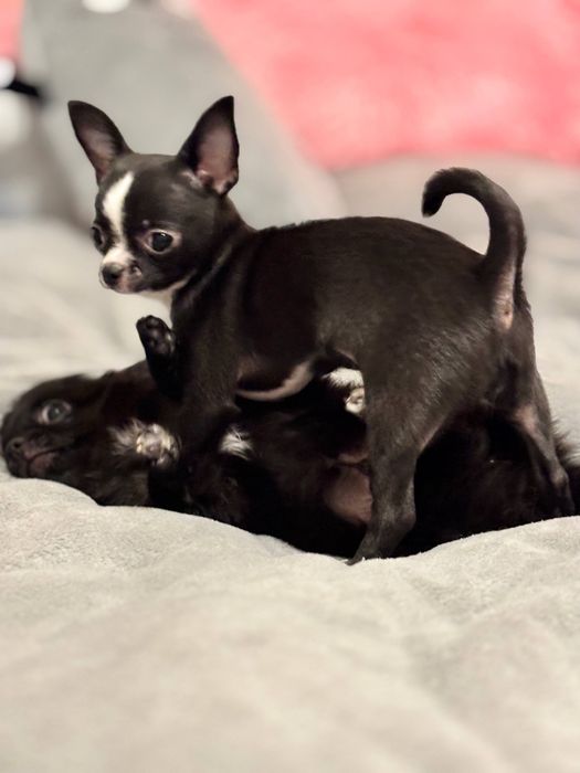 Щенки чихуахуа темный шоколад