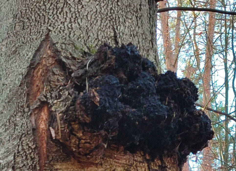 Huba ,czarna huba ,czaga