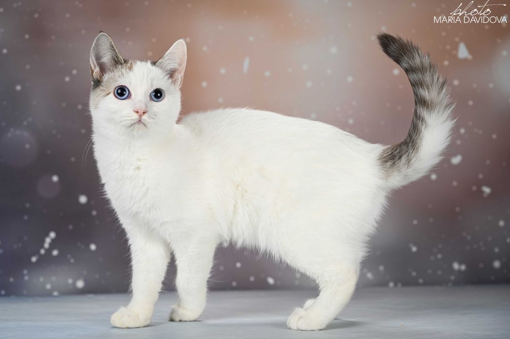 красивый котенок манчкин лонг