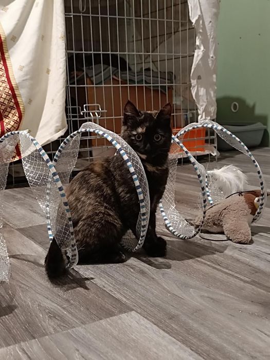 Шикарные котята  бесплатно