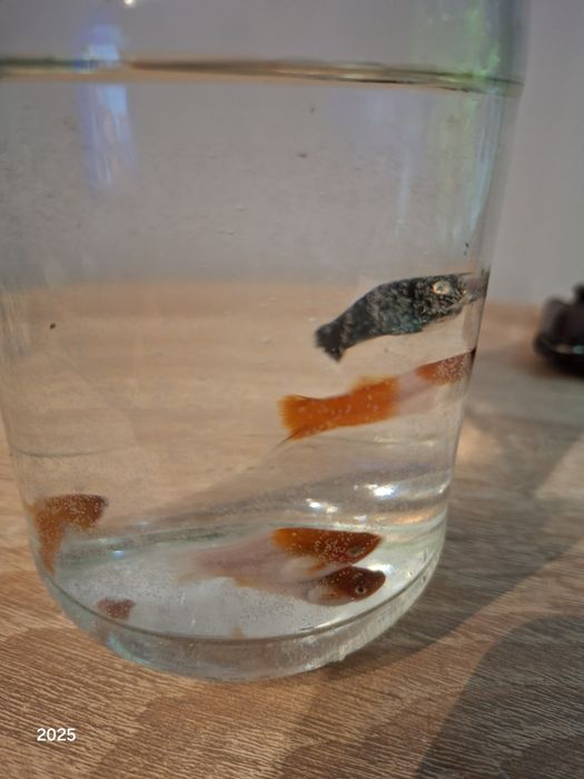 Oddam 5 sztuka mieczykow