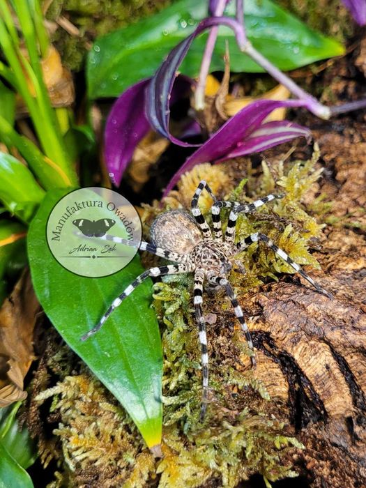 Viridasius fasciatus L4/5 - Pająk właściwy