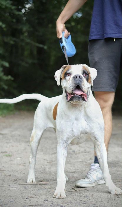 Przyjazny  pies w typie boksera szuka domu / do adopcji