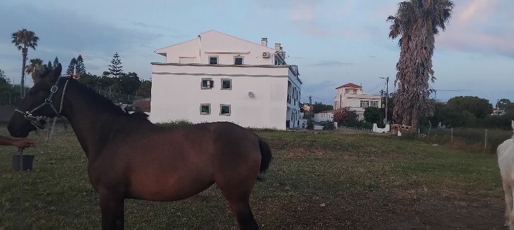 Poldra com 3 anos