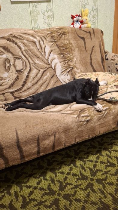 Чёрная девочка Амстаф