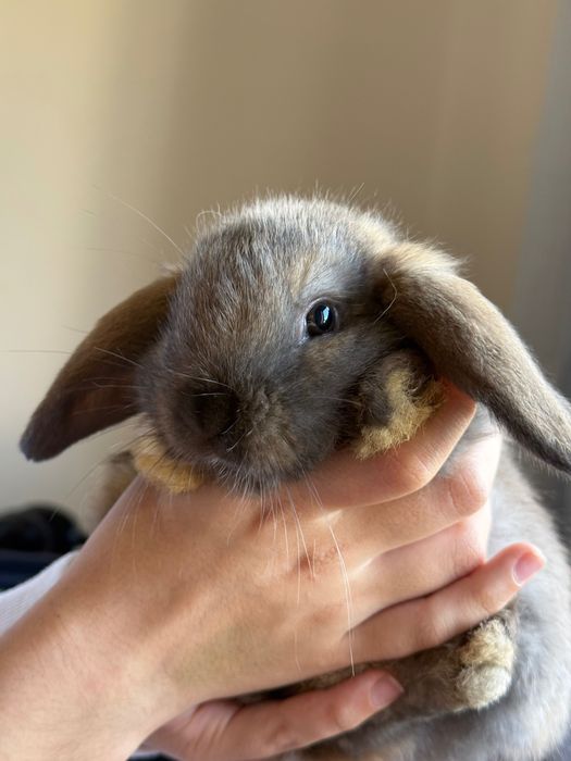 Coelhos Belier para Adoção responsável