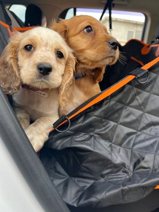 Розкіш у кожній деталі — цуценята кокера