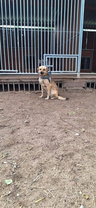 Zaginął pies Homerek