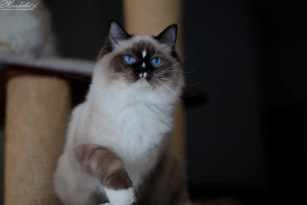 Ragdoll, prześliczny kocurek seal mitted z rodowodem FPL