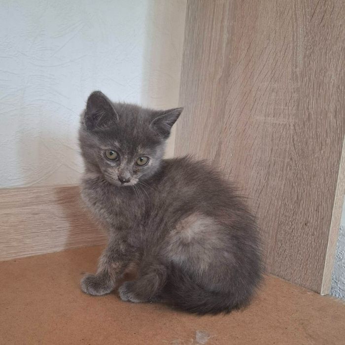 Котята в хорошие руки