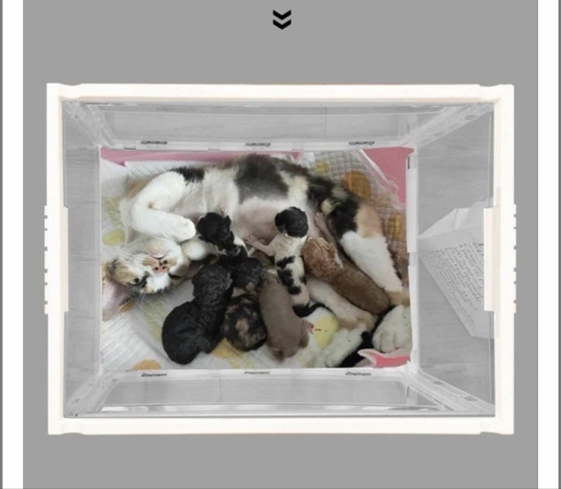 Бокс для тварин B02, розмір Л, повністю новий