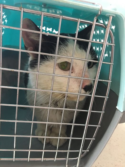 VIP Pet Przewóz transport zwierząt domowych psy koty itp.