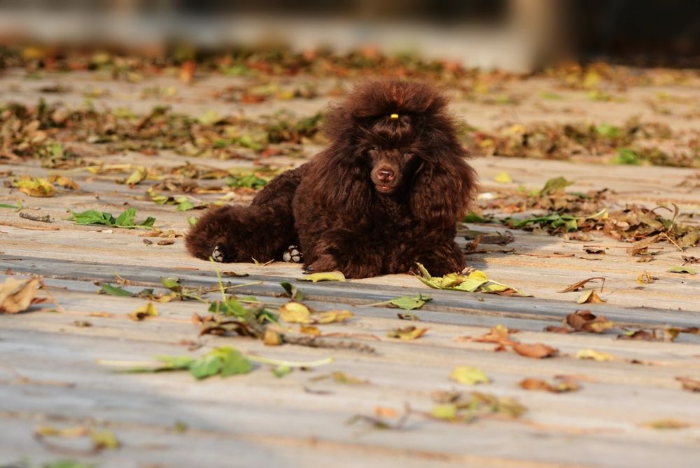 Той пудель коричневый