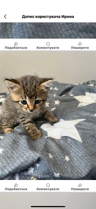 Кошеня в добрі руки