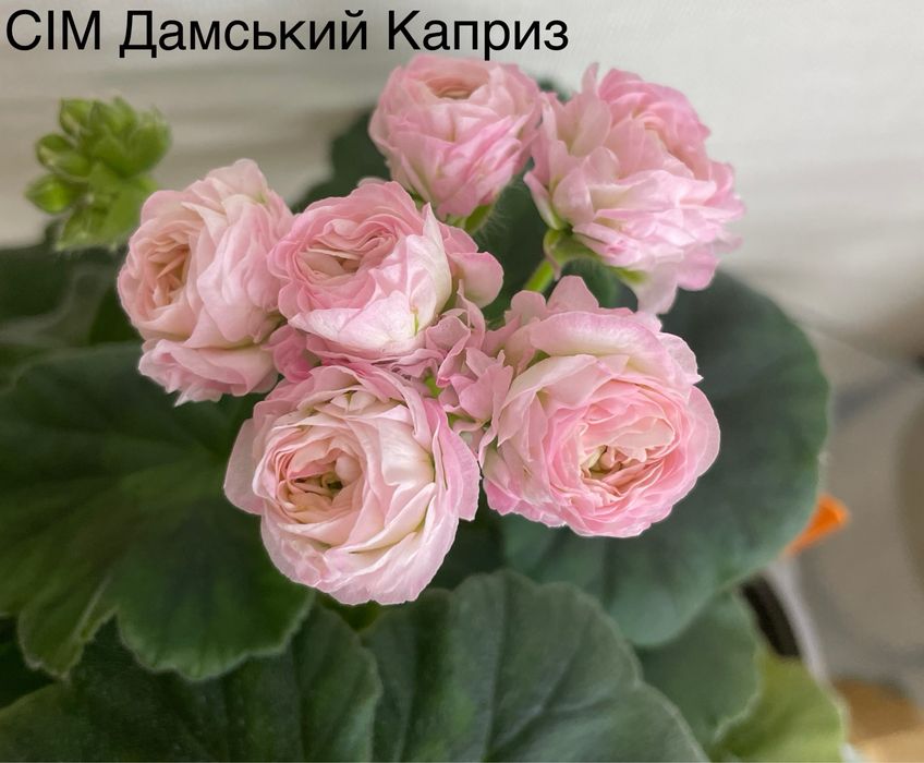 Пеларгонія сортова
