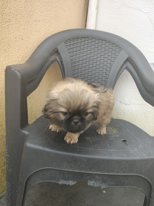 Pequines / Pequinois macho puro