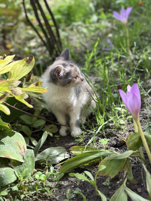 Кіт, кішка, котенята, кицька