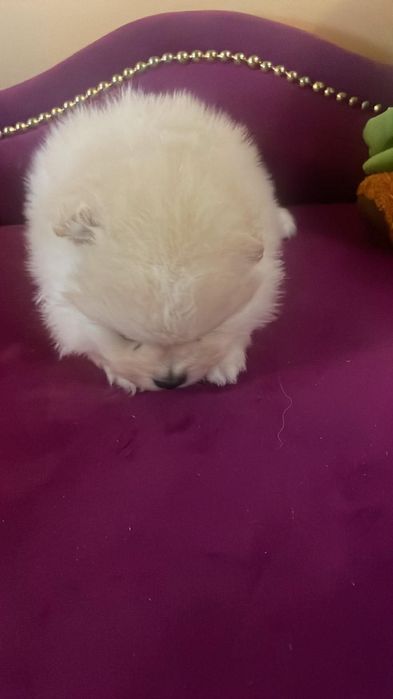 Szpic miniaturowy pomeranian piesek