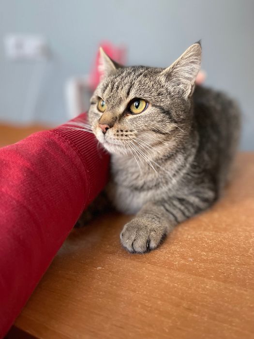 Котята котики отдам котенок мальчик