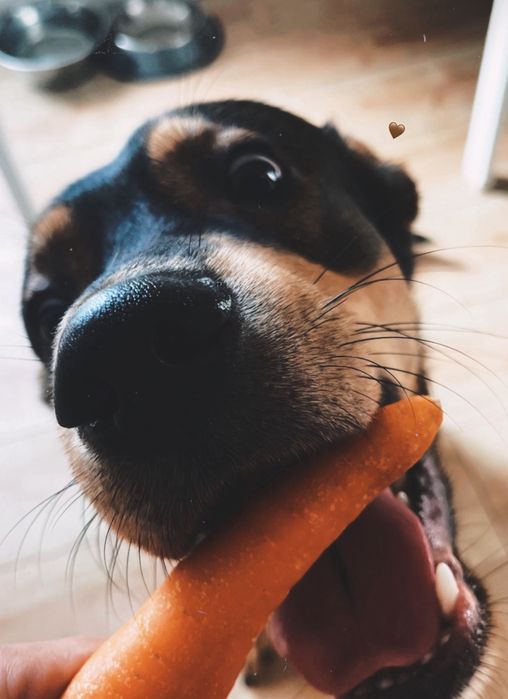 Adopção de cão urgente