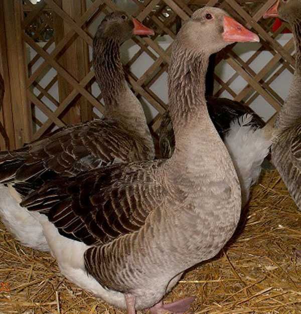 Gęsi na wagę duże odchowane