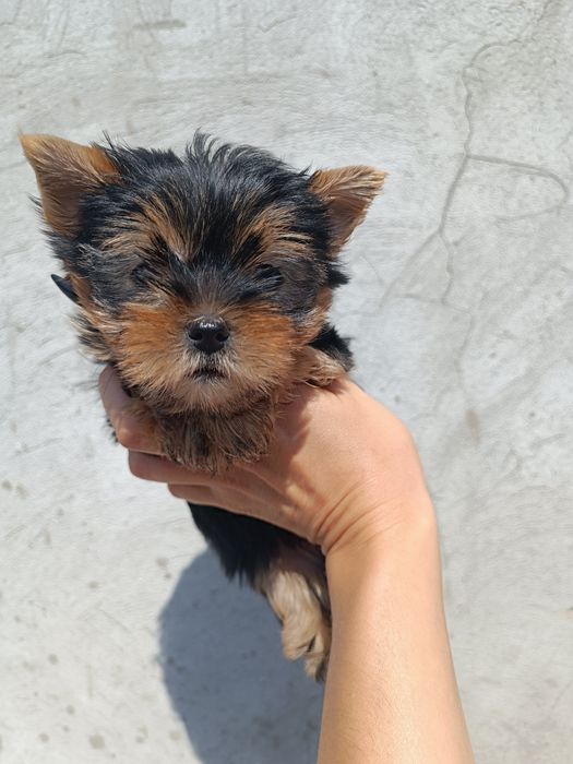 Радость в Вашу семью