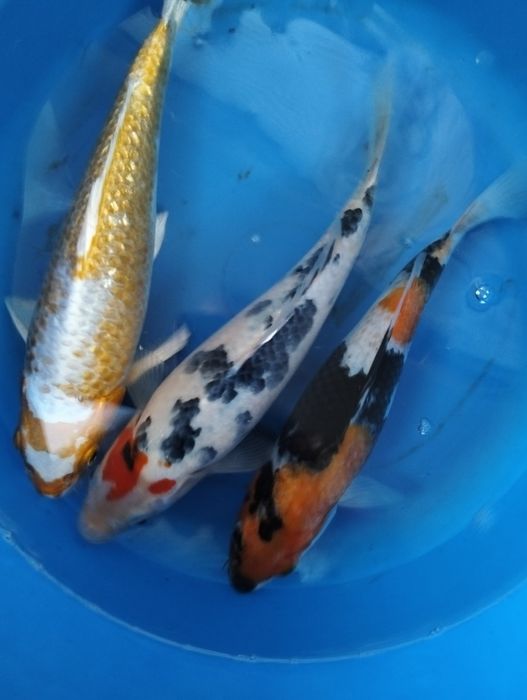 Carpa koi premium 25 cm