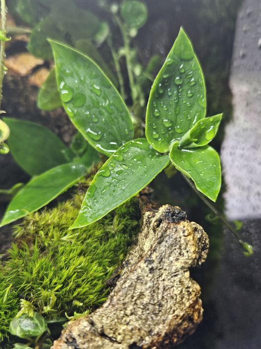 Terrarium tropikalne 40x40x60