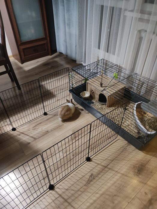 Królik miniaturka + całe wyposażenie dla królika,