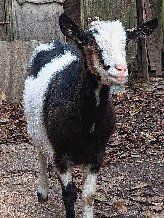 Козинятко с. Боратин. Не покрита .