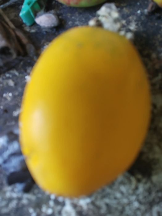 Plantas Maracujá banana ? o Poderoso Resistente.