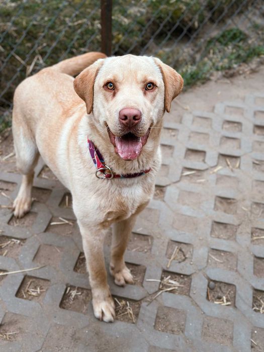 Macan w typie labradora szuka domu