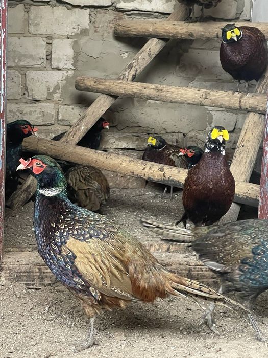 Продам фазана фазанят